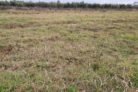 Novigrad, negrađevinsko zemlji&scaron;te 708 m2