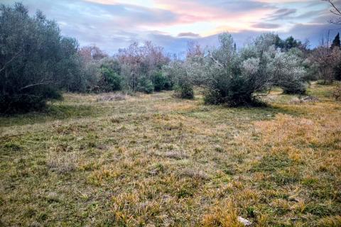 Rovinj okolica - predivan maslinik 