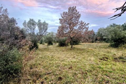 Rovinj okolica - predivan maslinik 