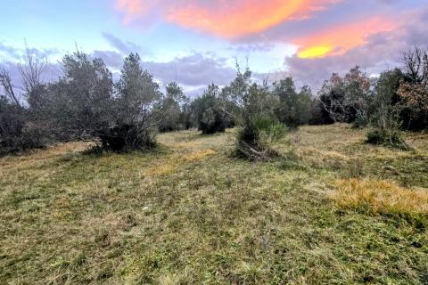 Rovinj okolica - predivan maslinik 