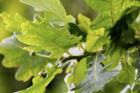 Istra, Momjan, &Scaron;trika-&scaron;uma