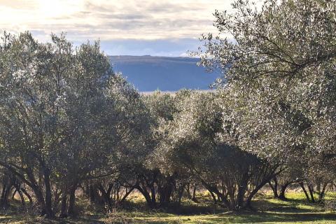 Stavbno zemlji&scaron;če Krasica, Buje, 2.133m2