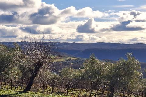 Stavbno zemlji&scaron;če Krasica, Buje, 2.133m2