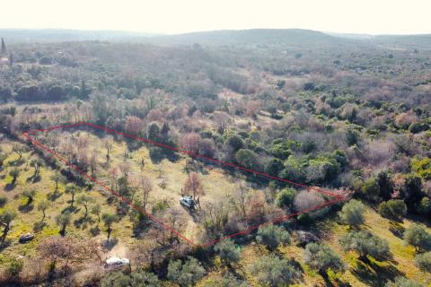 Rovinj okolica - predivan maslinik 