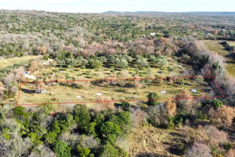 Rovinj okolica - predivan maslinik 