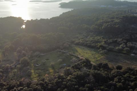 Rovinj - maslinik u Rovinju 200 m od mora