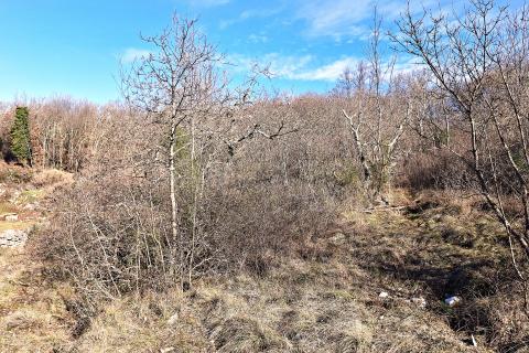 Istra, Momjan, &Scaron;trika-&scaron;uma