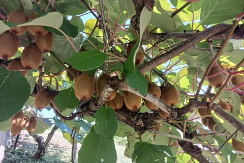 Lekenik, Letovanić vikend kuća 96 m2