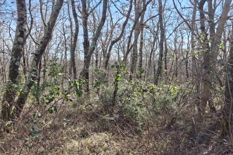 Istra, Momjan-&scaron;uma