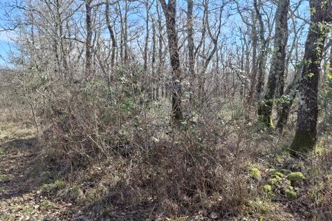 Istra, Momjan-&scaron;uma