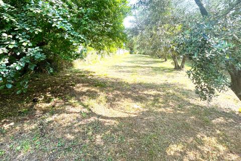 Building plot Umag, 592m2