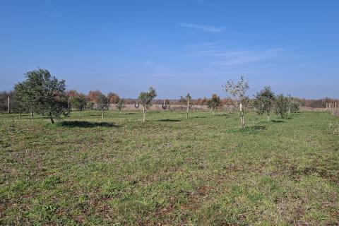 Istra,Novigrad,okolica-Poljoprivredno zemlji&scaron;te 5217 m2