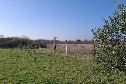 Istra,Novigrad,okolica-Poljoprivredno zemlji&scaron;te 5217 m2