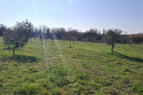 Istra,Novigrad,okolica-Poljoprivredno zemlji&scaron;te 5217 m2