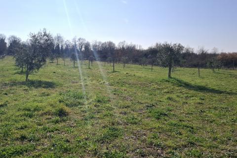 Istra,Novigrad,okolica-Poljoprivredno zemlji&scaron;te 5217 m2