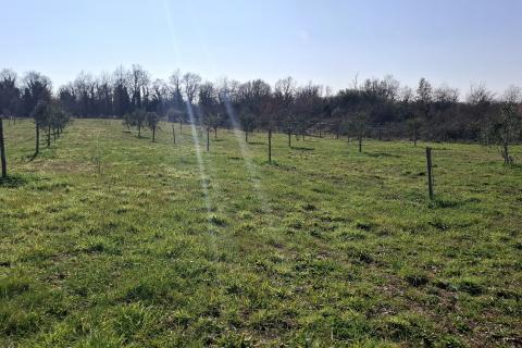 Istra,Novigrad,okolica-Poljoprivredno zemlji&scaron;te 5217 m2