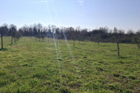 Istra,Novigrad,okolica-Poljoprivredno zemlji&scaron;te 5217 m2