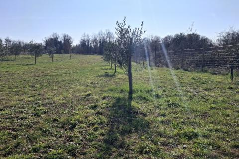 Istra,Novigrad,okolica-Poljoprivredno zemlji&scaron;te 5217 m2