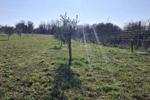 Istra,Novigrad,okolica-Poljoprivredno zemlji&scaron;te 5217 m2