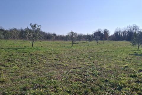 Istra,Novigrad,okolica-Poljoprivredno zemlji&scaron;te 5217 m2