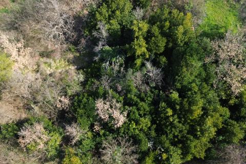 Bouwgrond Buje, 5.762m2