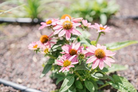 Crikvenica, Bribir, luksuzna vila za odmor s bazenom