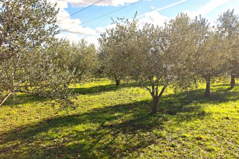 Istra,Umag,ograđeno poljoprivredno zemlji&scaron;te sa posađenim kulturama