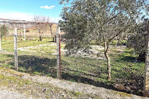 Istra,Umag,ograđeno poljoprivredno zemlji&scaron;te sa posađenim kulturama