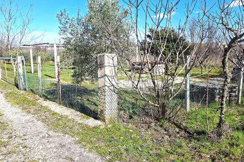 Istra,Umag,ograđeno poljoprivredno zemlji&scaron;te sa posađenim kulturama