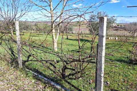 Istra,Umag,ograđeno poljoprivredno zemlji&scaron;te sa posađenim kulturama