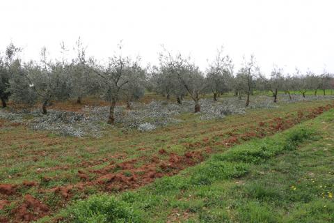 Non-structural plot Poreč, 10.200m2