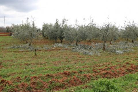 Non-structural plot Poreč, 10.200m2