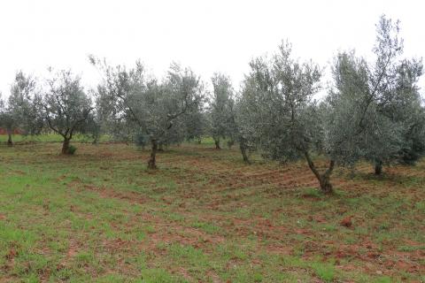 Non-structural plot Poreč, 10.200m2