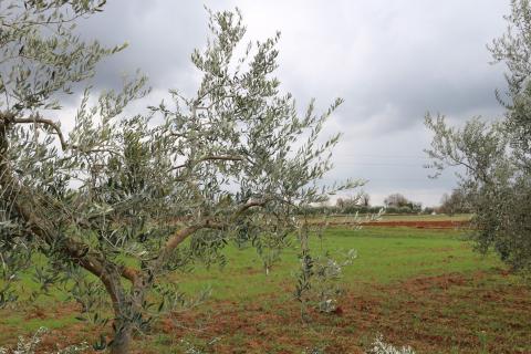 Non-structural plot Poreč, 10.200m2