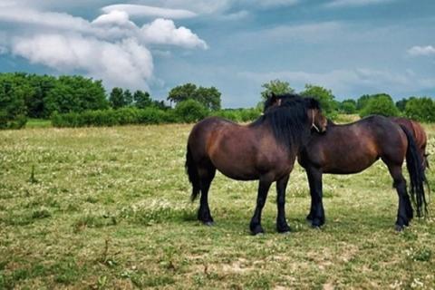 Terreno edificabile Kurilovec, Velika Gorica, 12.744m2