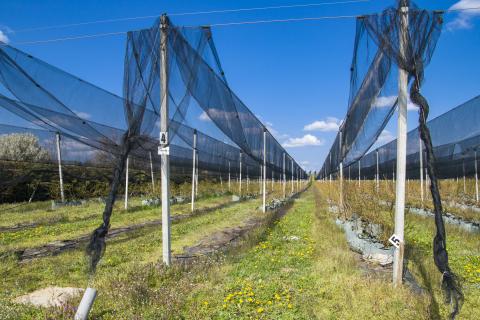 Земельный участок нестроительного назначения Novoselec, Križ, 12,26m2