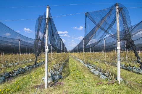 Земельный участок нестроительного назначения Novoselec, Križ, 12,26m2