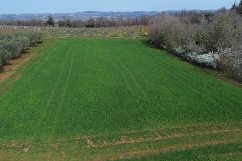 Istra, Vižinada, okolica - oranica 17.273 m&sup2; &ndash; odmah spremna za obradu