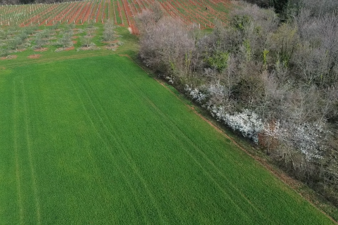 Istra, Vižinada, okolica - oranica 17.273 m&sup2; &ndash; odmah spremna za obradu