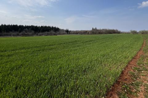 Istra, Vižinada, okolica - oranica 17.273 m&sup2; &ndash; odmah spremna za obradu