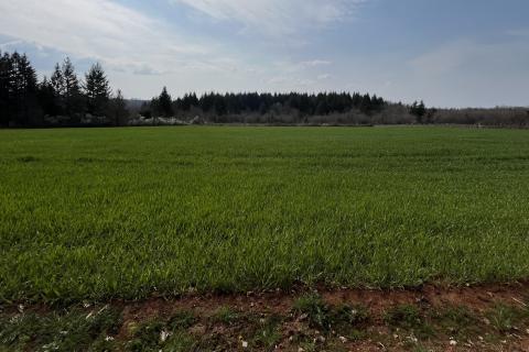 Istra, Vižinada, okolica - oranica 17.273 m&sup2; &ndash; odmah spremna za obradu