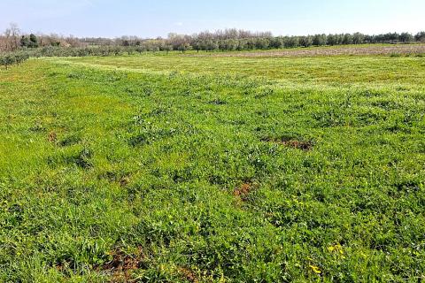 Istra, Brtonigla-poljoprivredno zemlji&scaron;te