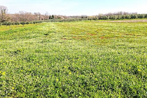 Istra, Brtonigla-poljoprivredno zemlji&scaron;te