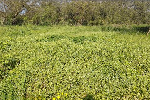 Istra, okolica Umaga-građevinsko zemlji&scaron;te