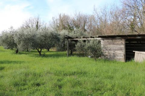 POREČ, BADERNA - uređeno poljoprivredno zemlji&scaron;te s maslinama