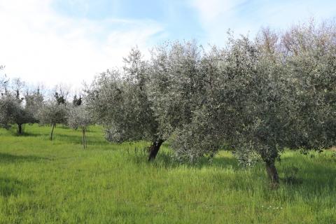 POREČ, BADERNA - uređeno poljoprivredno zemlji&scaron;te s maslinama