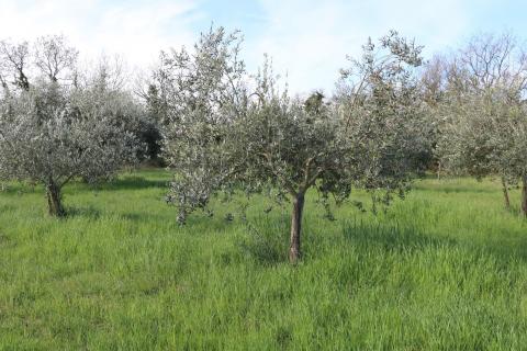 POREČ, BADERNA - uređeno poljoprivredno zemlji&scaron;te s maslinama