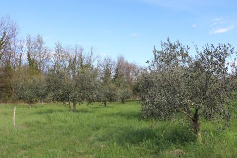 POREČ, BADERNA - uređeno poljoprivredno zemlji&scaron;te s maslinama
