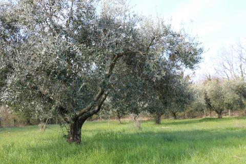 POREČ, BADERNA - uređeno poljoprivredno zemlji&scaron;te s maslinama