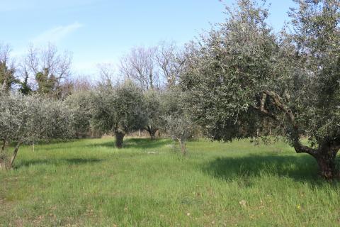 POREČ, BADERNA - uređeno poljoprivredno zemlji&scaron;te s maslinama